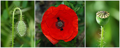 400px-Poster_papaver_3a[1]