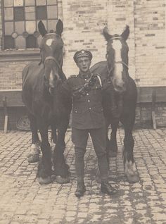 Horses in the Great War